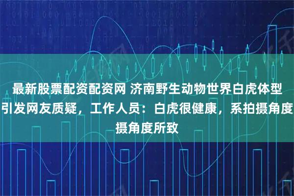 最新股票配资配资网 济南野生动物世界白虎体型消瘦引发网友质疑，工作人员：白虎很健康，系拍摄角度所致